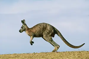Wallaroo: Common Euro / WALLAROO / Hill Kangaroo - Adult male