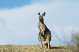 Ears: Common Euro / WALLAROO / Hill Kangaroo - Adult Male