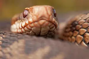 Haaksbergerveen: Common European Adder