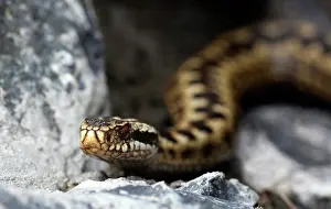 Anglesey: Common European Adder