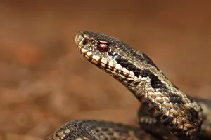 Meinweg: Common European Adder