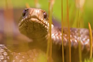 Polytrichum: Common European Adder