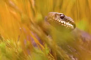 Giftig: Common European Adder