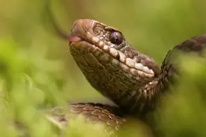 Giftig: Common European Adder