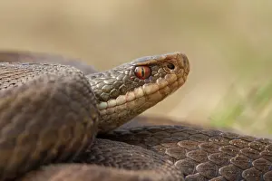 Groot: Common European Adder