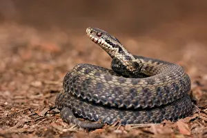 Vipera: Common European Adder