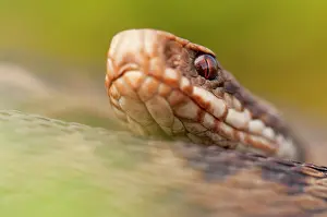 Vipera: Common European Adder