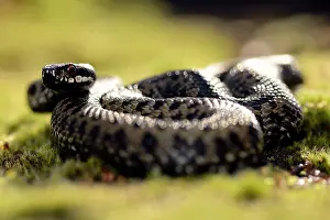 Flicking: Common European Adder