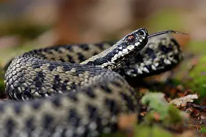 Flicking: Common European Adder