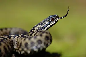 Flicking: Common European Adder