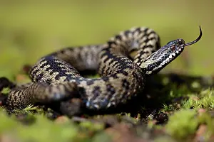 Flicking: Common European Adder