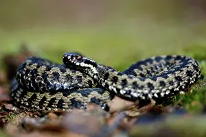 Hatfield: Common European Adder