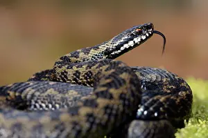 Flicking: Common European Adder