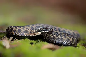 Hatfield: Common European Adder