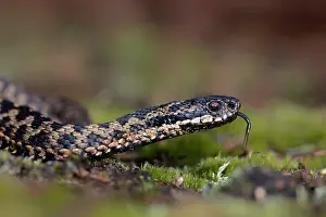 Flicking: Common European Adder