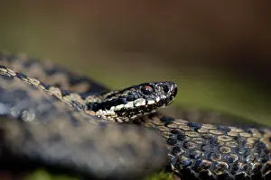 Hatfield: Common European Adder