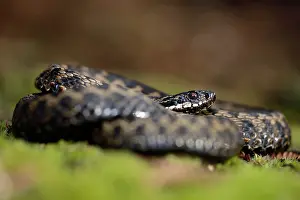 Hatfield: Common European Adder