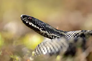 Lincolnshire: Common European Adder