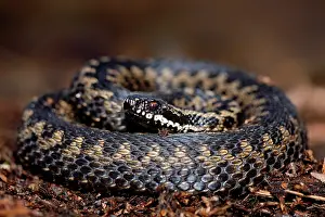 Coil: Common European Adder