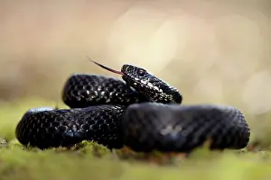 Coil: Common European Adder