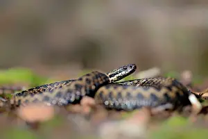 Vipera: Common European Adder