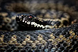 Coil: Common European Adder