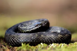 Coil: Common European Adder