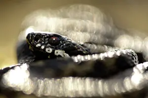 Coil: Common European Adder