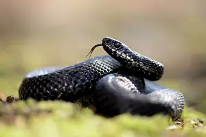 Coil: Common European Adder