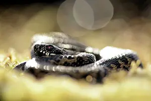 Coil: Common European Adder