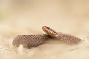 Nationaal: Common European Adder