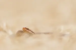 Nationaal: Common European Adder