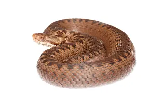 Limburg: Common European Adder