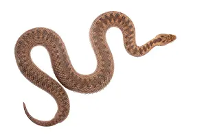 Limburg: Common European Adder
