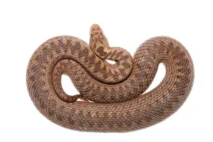 Limburg: Common European Adder