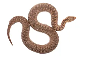 Limburg: Common European Adder