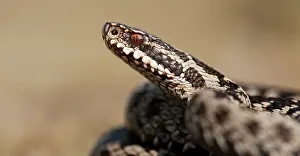 Vipera: Common European Adder
