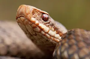 Reptilien: Common European Adder