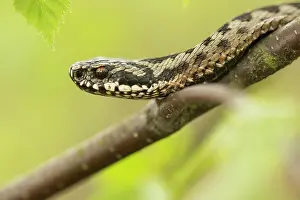 Coiled: Common European Adder
