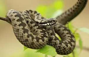 Coiled: Common European Adder