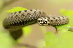 Coiled: Common European Adder