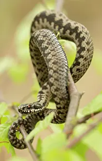 Coiled: Common European Adder