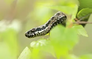 Coiled: Common European Adder
