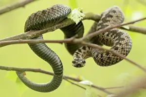 Coiled: Common European Adder