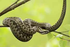 Coiled: Common European Adder