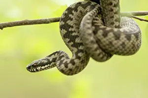 Coiled: Common European Adder