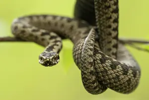 Coiled: Common European Adder