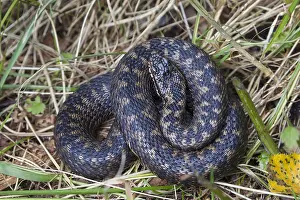Adders: Common European Adder - female - Dalarna, Sweden