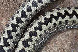 Adders: Common / European Adder male close-up