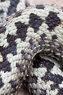 Adders: Common / European Adder male close-up
